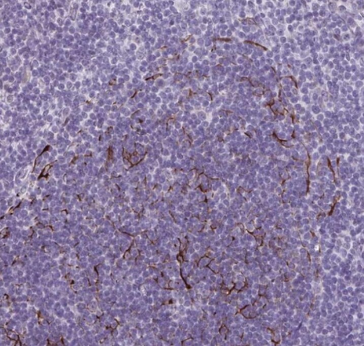 TMEM92 Antibody - BSA Free
