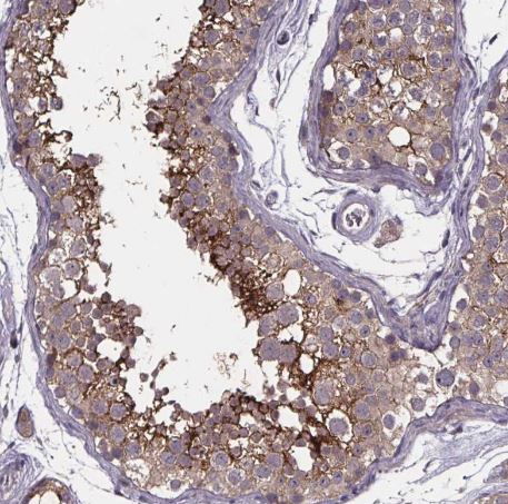 SMIM1 Antibody