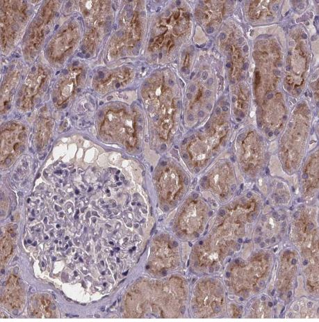 SMIM1 Antibody