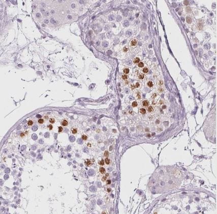 BEND2 Antibody