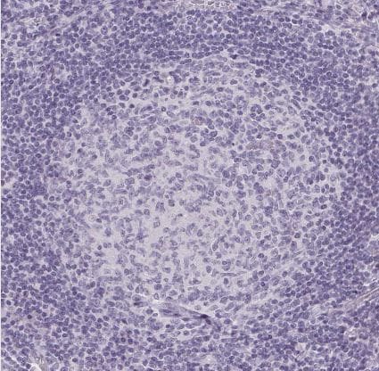 BEND2 Antibody