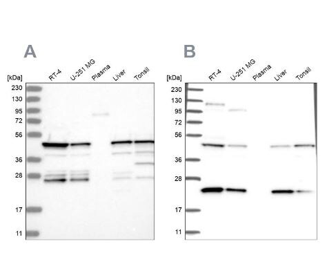PPP1R7 Antibody