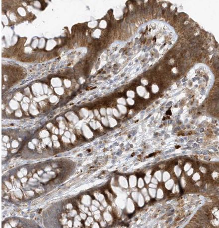 FAM98A Antibody FAM98A Antibody