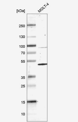 HOMER1 Antibody
