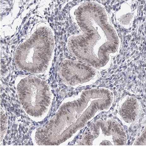 VGLL4 Antibody