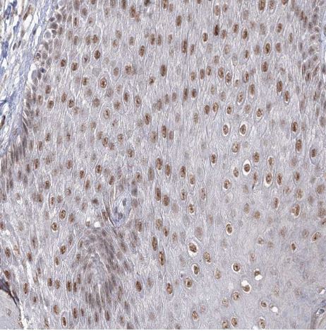 VGLL4 Antibody