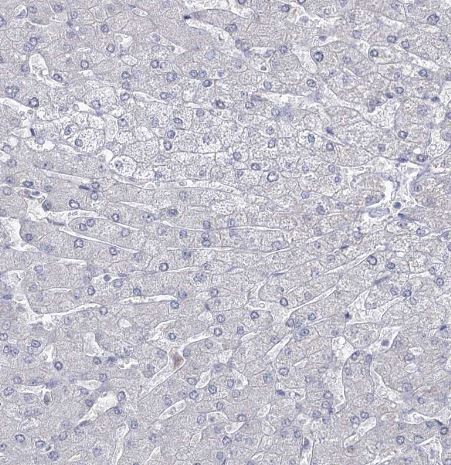 VGLL4 Antibody
