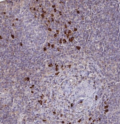 IL-18 BPa/IL18BP Antibody - BSA Free