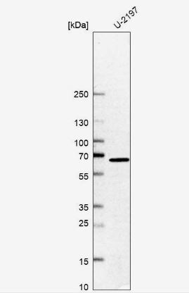 GTF2H1 Antibody