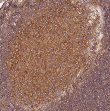 EIF3B Antibody