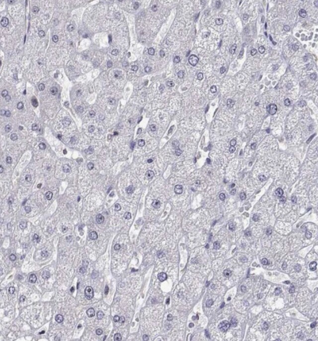 NHP2 Antibody - BSA Free