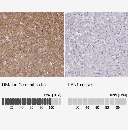 Drebrin 1 Antibody