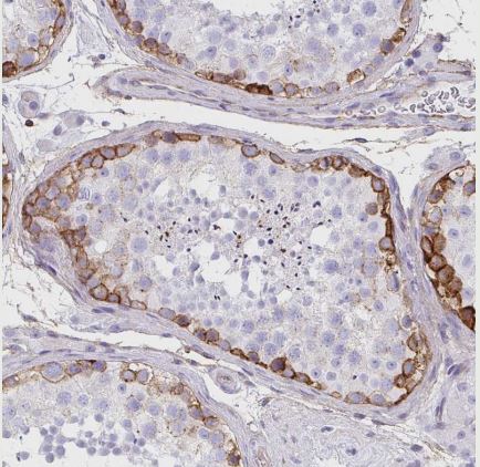 Drebrin 1 Antibody