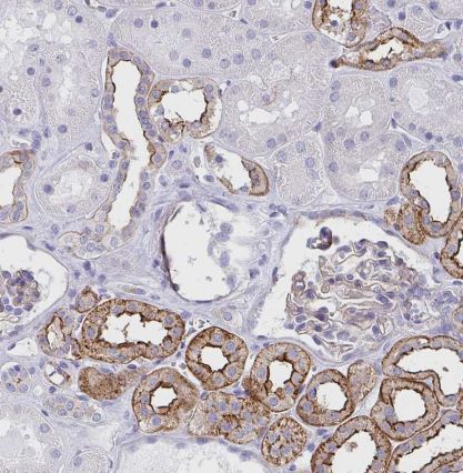 Drebrin 1 Antibody