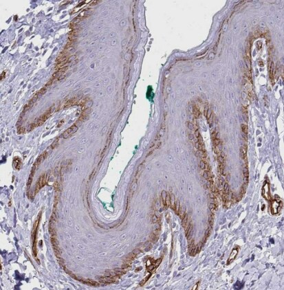 Adiponectin/Acrp30 Antibody - BSA Free