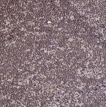 SNRPC Antibody