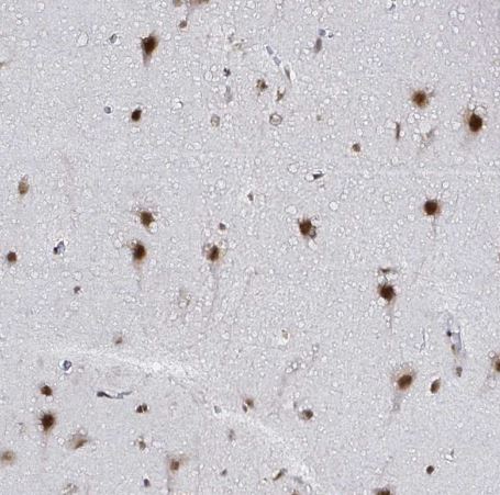 SNRPC Antibody