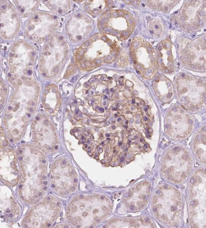 NOS1AP Antibody - BSA Free
