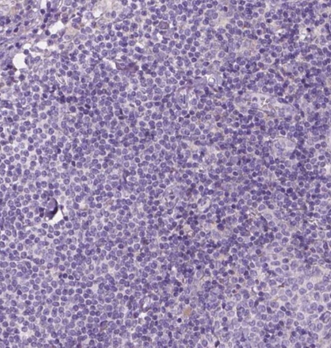 NOS1AP Antibody - BSA Free