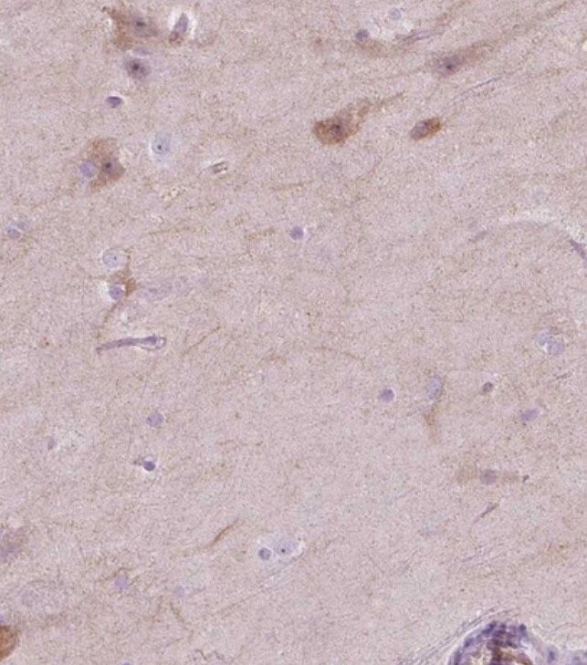 NOS1AP Antibody - BSA Free