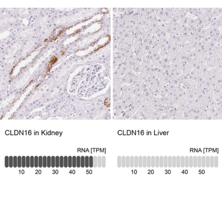 Claudin-16 Antibody - BSA Free