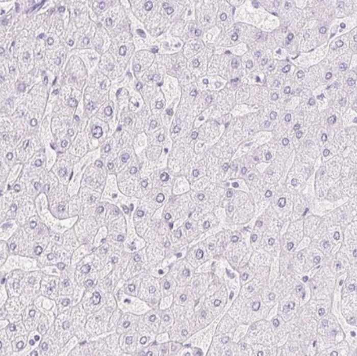 Claudin-16 Antibody - BSA Free