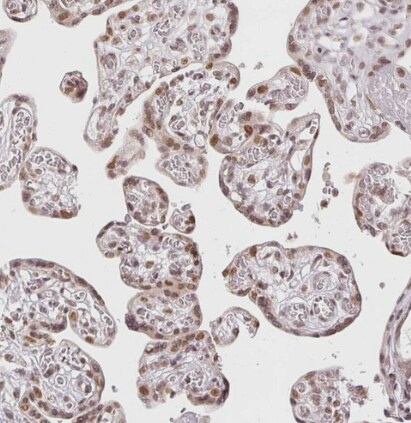 DEK Antibody
