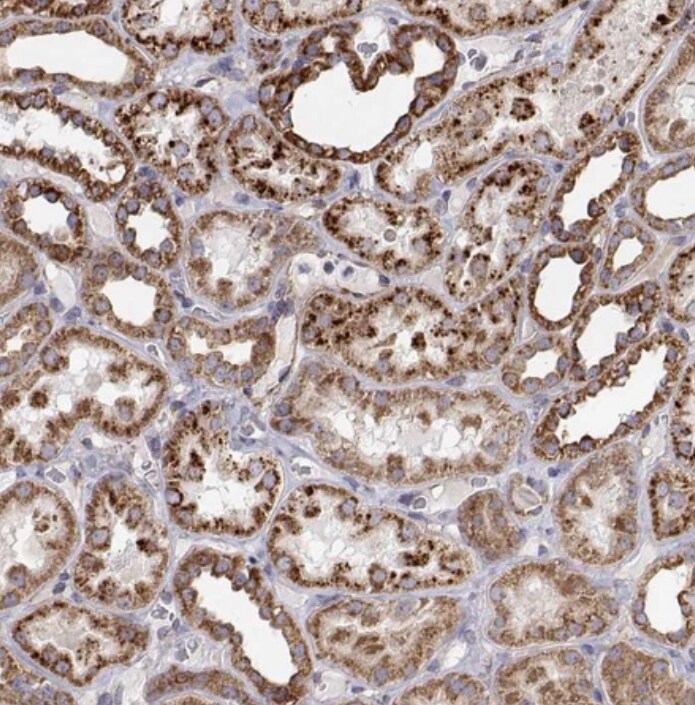 SPICE1 Antibody - BSA Free