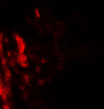 CD55/DAF Antibody - BSA Free
