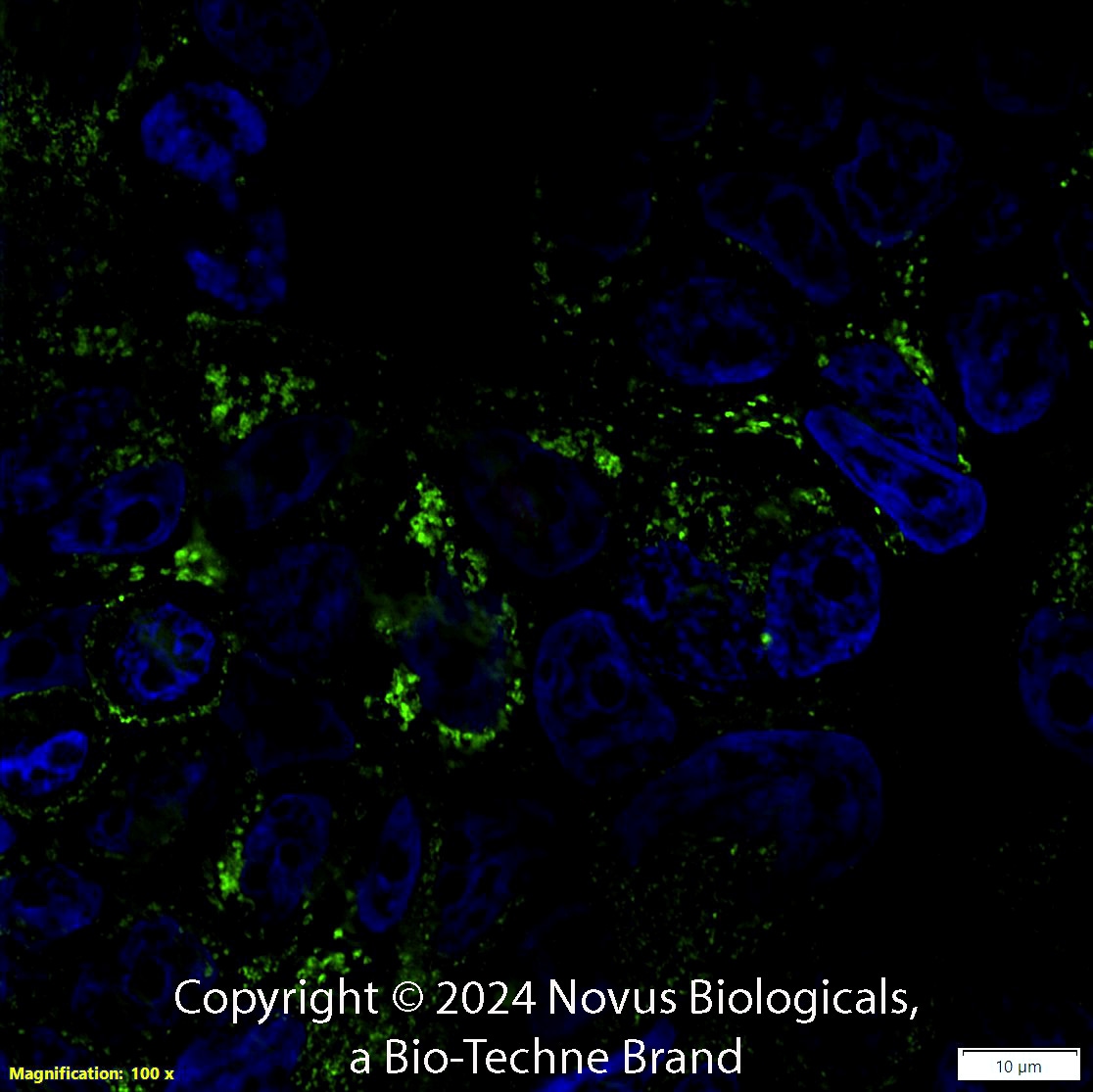 CD63 Antibody (H5C6) - BSA Free