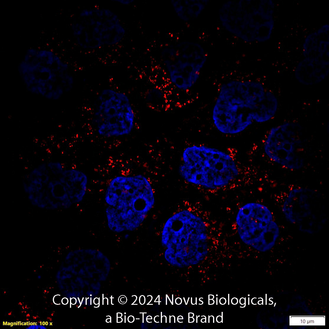 CD63 Antibody (H5C6) - BSA Free
