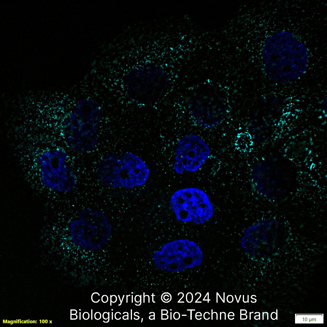 CD63 Antibody (H5C6) - BSA Free