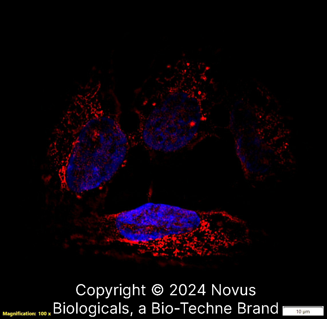CD63 Antibody (H5C6) - BSA Free