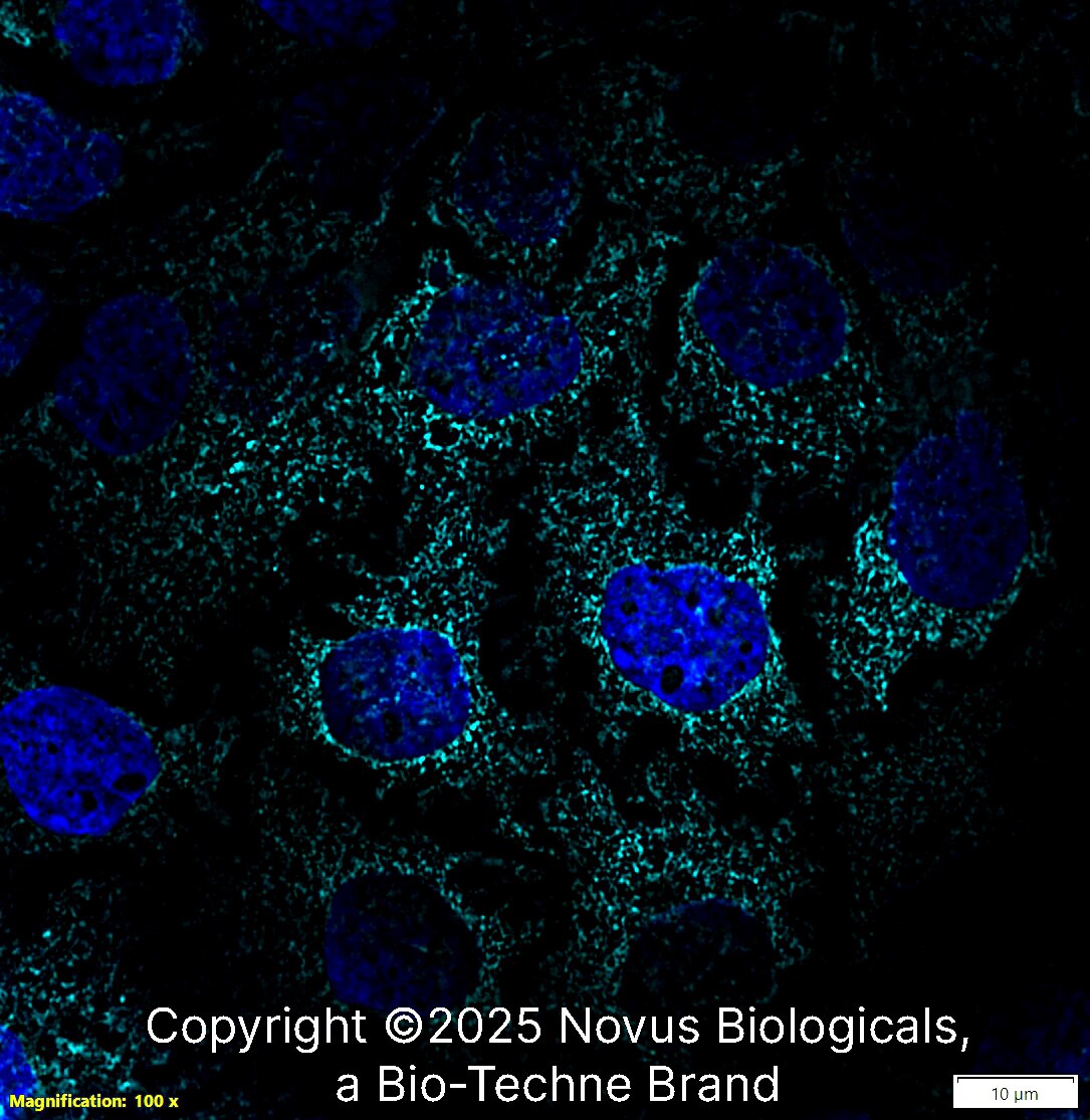 gp96/HSP90B1/GRP94 Antibody (CL2647) - BSA Free