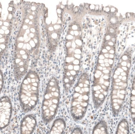 Laminin Antibody (CL2968)