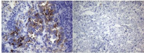 ROS Antibody (OTI1F3)