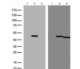 TDO2 Antibody (OTI2A4)