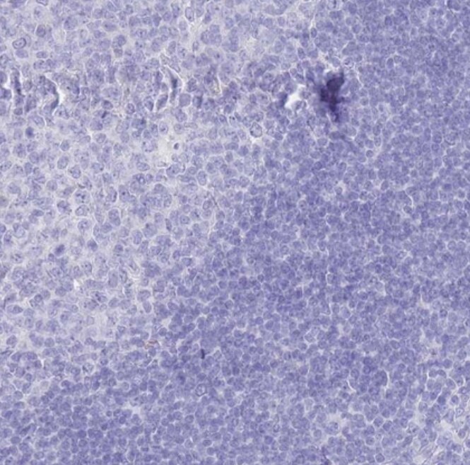 LRRC37A Antibody - BSA Free
