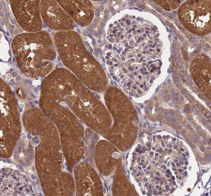 PP2A alpha Antibody - BSA Free