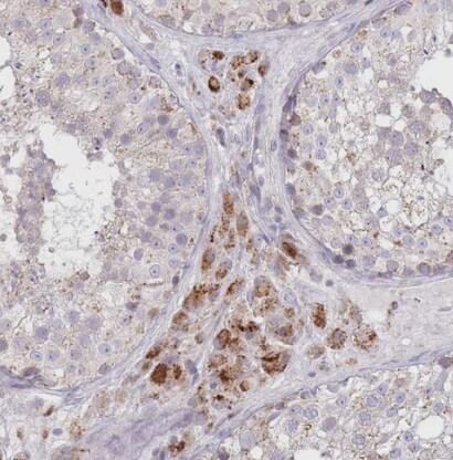 BOLA2 Antibody - BSA Free