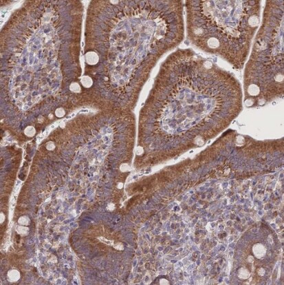 BOLA2 Antibody - BSA Free