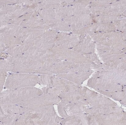 BOLA2 Antibody - BSA Free
