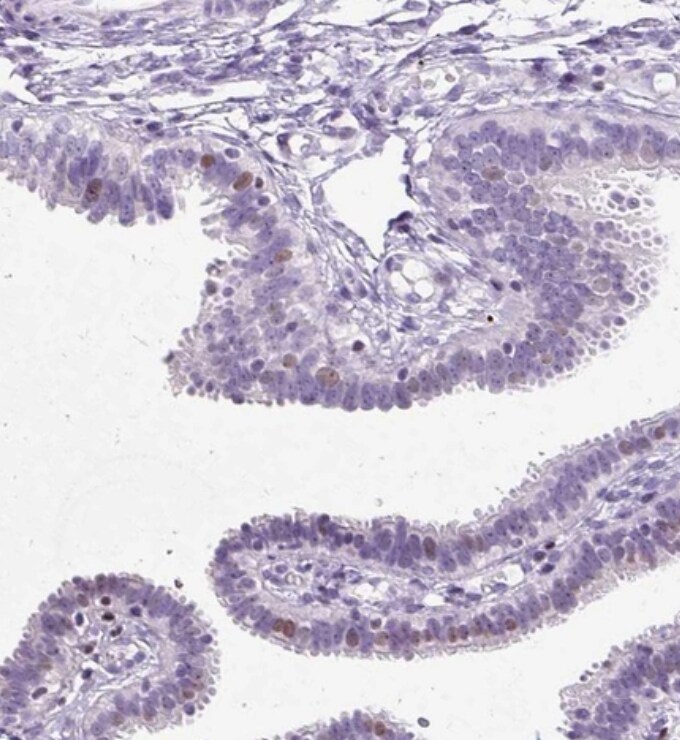 SPC24 Antibody - BSA Free