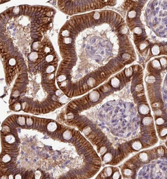 Protocadherin-1 Antibody - BSA Free