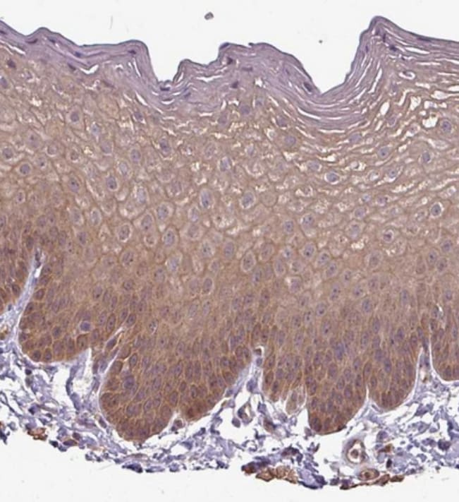 Protocadherin-1 Antibody - BSA Free