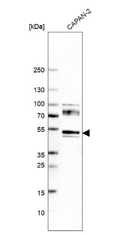 Neuroplastin Antibody
