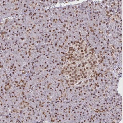 NCOA5 Antibody