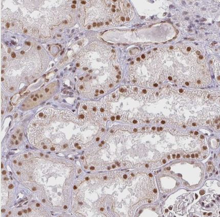 NCOA5 Antibody