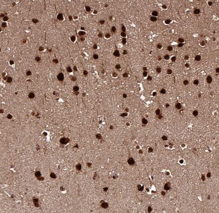 MORF4L2 Antibody
