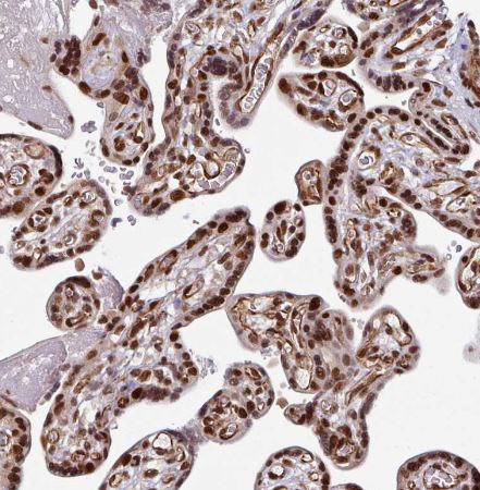MORF4L2 Antibody